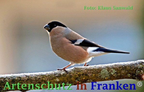 Copyright AiF Klaus Sanwald Bild zum Eintrag (73051-160)