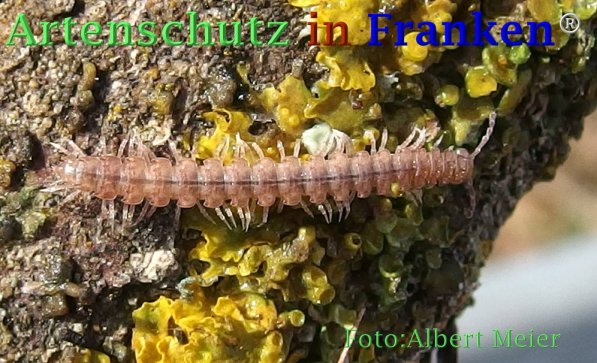 Copyright AiF - Albert Meier Bild zum Eintrag (73061-160)