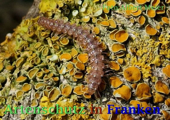Copyright AiF - Albert Meier Bild zum Eintrag (73062-160)