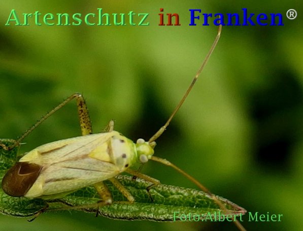 Bild zum Eintrag (73071-160)