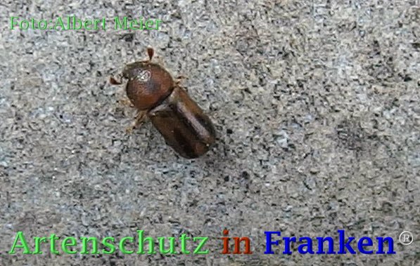 Copyright AiF - Albert Meier Bild zum Eintrag (73074-160)