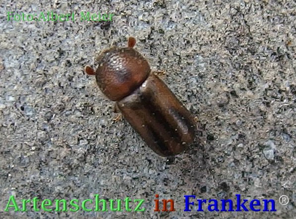 Copyright AiF - Albert Meier Bild zum Eintrag (73075-160)