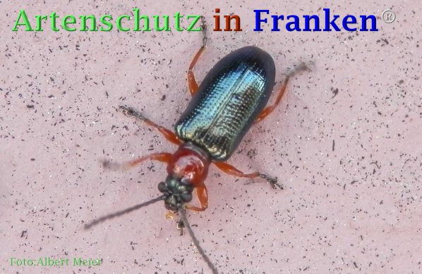 Copyright AiF - Albert Meier Bild zum Eintrag (73078-160)
