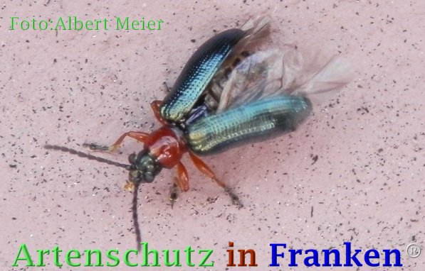 Copyright AiF - Albert Meier Bild zum Eintrag (73079-160)
