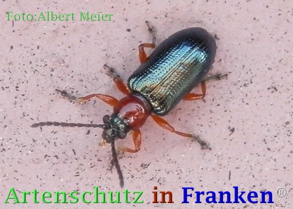 Copyright AiF - Albert Meier Bild zum Eintrag (73080-160)