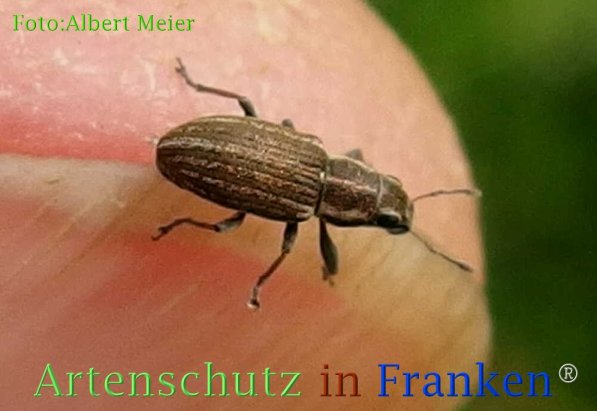 Copyright AiF - Albert Meier Bild zum Eintrag (73112-160)
