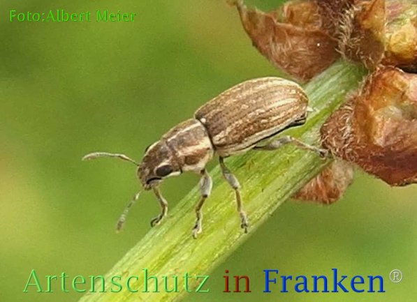Copyright AiF - Albert Meier Bild zum Eintrag (73113-160)