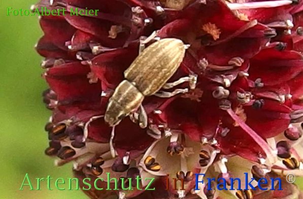 Copyright AiF - Albert Meier Bild zum Eintrag (73114-160)