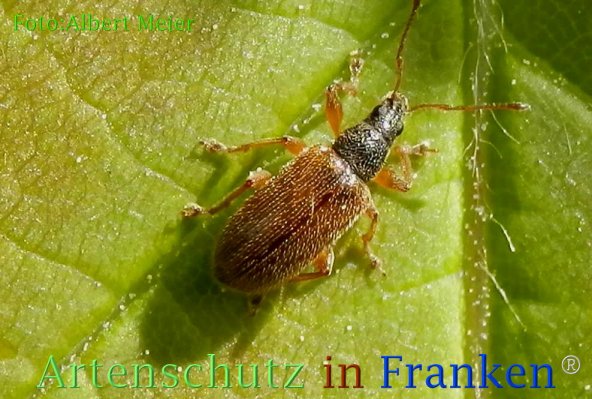 Copyright AiF - Albert Meier Bild zum Eintrag (73117-160)