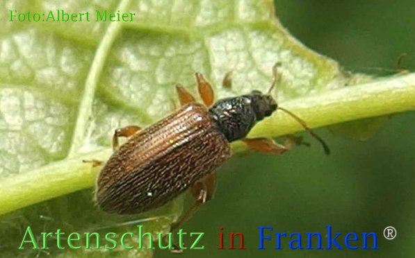 Copyright AiF - Albert Meier Bild zum Eintrag (73118-160)