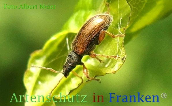 Copyright AiF - Albert Meier Bild zum Eintrag (73119-160)