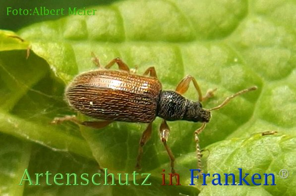 Copyright AiF - Albert Meier Bild zum Eintrag (73120-160)