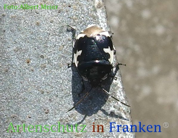Copyright AiF - Albert Meier Bild zum Eintrag (73123-160)