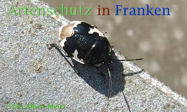 Copyright AiF - Albert Meier Bild zum Eintrag (73126-160)