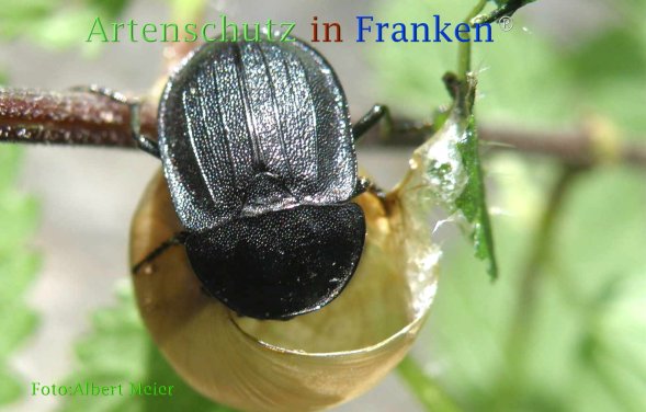 Copyright AiF - Albert Meier Bild zum Eintrag (73133-160)