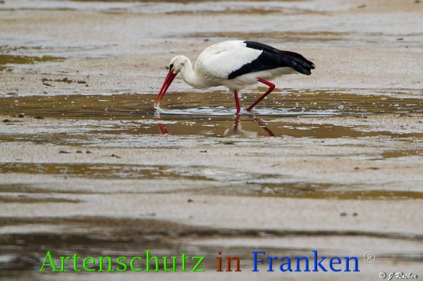 Bild zum Eintrag (73148-160)