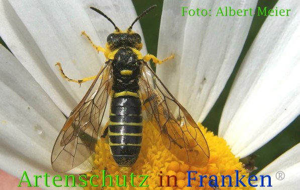 Copyright AiF - Albert Meier Bild zum Eintrag (73171-160)
