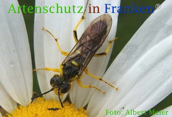 Copyright AiF - Albert Meier Bild zum Eintrag (73172-160)
