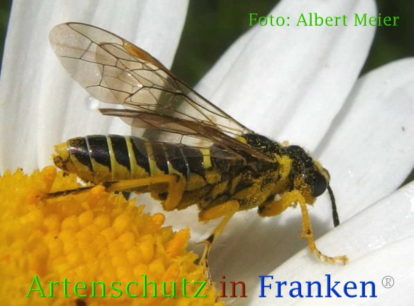 Copyright AiF - Albert Meier Bild zum Eintrag (73173-160)