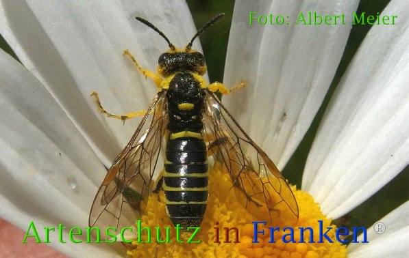 Copyright AiF - Albert Meier Bild zum Eintrag (73174-160)