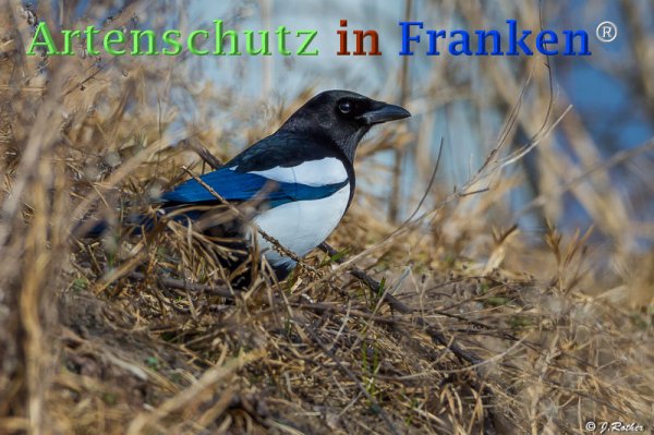 Copyright AiF Johannes Rother Bild zum Eintrag (73190-160)