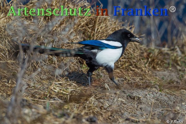 Copyright AiF Johannes Rother Bild zum Eintrag (73191-160)