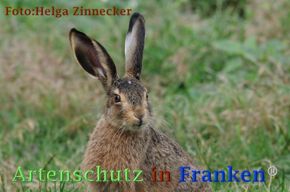 Copyright AiF Helga Zinnecker Bild zum Eintrag (73204-160)
