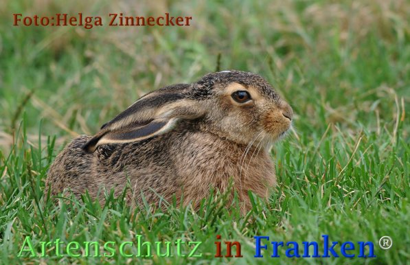 Copyright AiF Helga Zinnecker Bild zum Eintrag (73205-160)