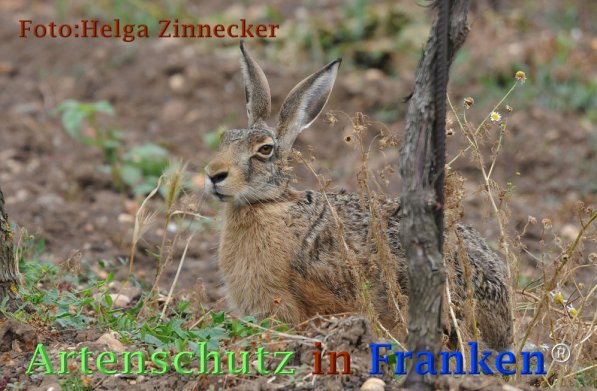 Copyright AiF Helga Zinnecker Bild zum Eintrag (73206-160)