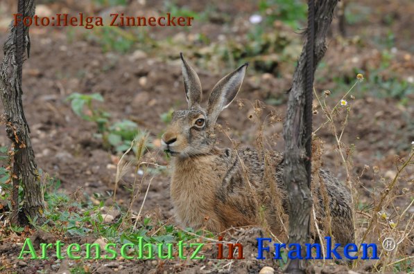 Copyright AiF Helga Zinnecker Bild zum Eintrag (73207-160)