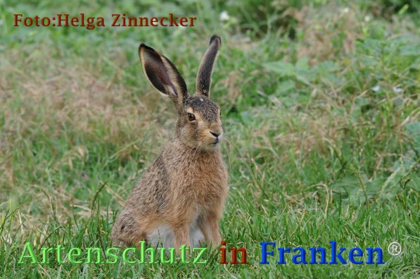 Copyright AiF Helga Zinnecker Bild zum Eintrag (73209-160)