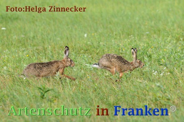 Copyright AiF Helga Zinnecker Bild zum Eintrag (73211-160)