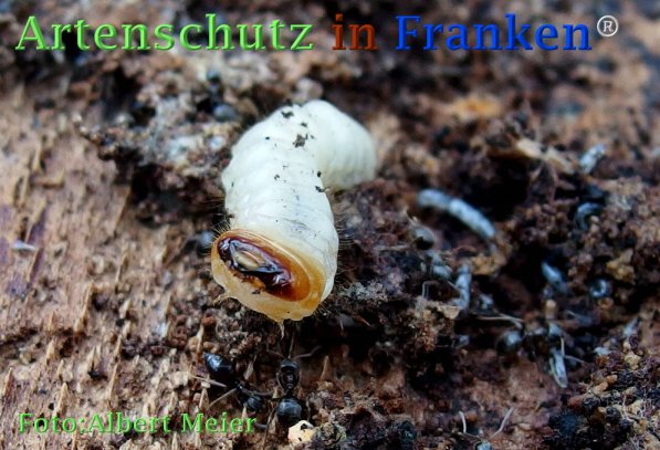 Bild zum Eintrag (73222-160)