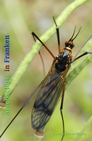 Copyright AiF - Albert Meier Bild zum Eintrag (73231-160)