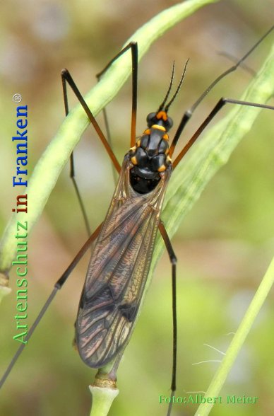 Copyright AiF - Albert Meier Bild zum Eintrag (73232-160)