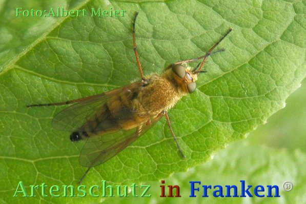 Copyright AiF - Albert Meier Bild zum Eintrag (73236-160)