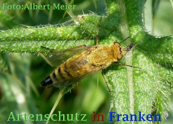 Copyright AiF - Albert Meier Bild zum Eintrag (73237-160)
