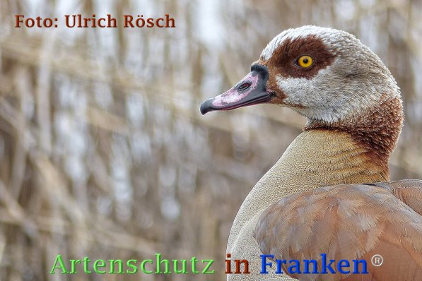 Copyright AiF Ulrich Rösch Bild zum Eintrag (73242-160)