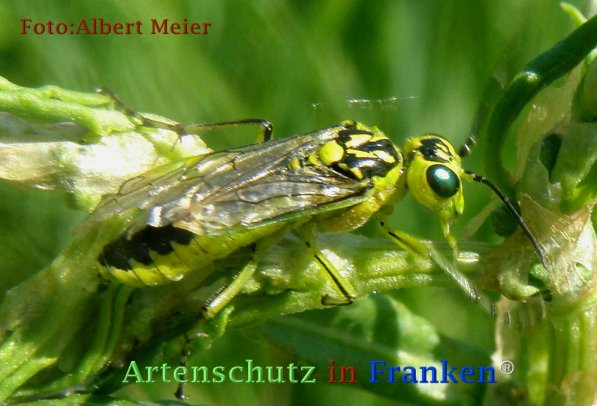 Copyright AiF - Albert Meier Bild zum Eintrag (73254-160)