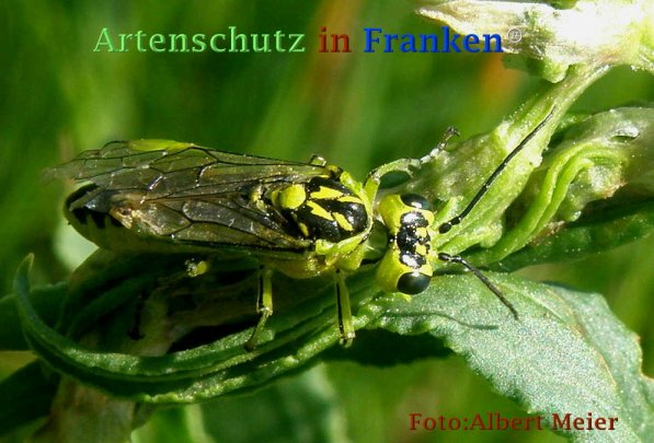 Copyright AiF - Albert Meier Bild zum Eintrag (73255-160)