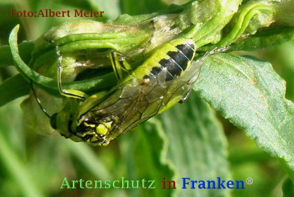 Copyright AiF - Albert Meier Bild zum Eintrag (73256-160)