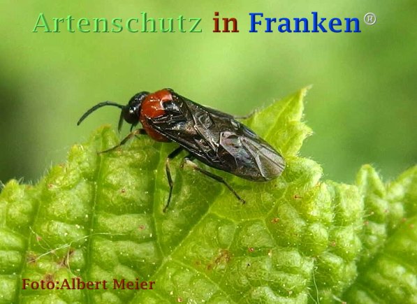 Copyright AiF - Albert Meier Bild zum Eintrag (73259-160)