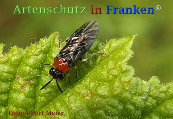 Copyright AiF - Albert Meier Bild zum Eintrag (73260-160)