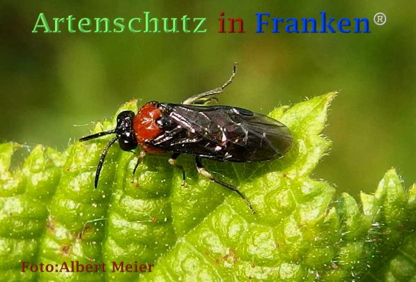 Copyright AiF - Albert Meier Bild zum Eintrag (73261-160)