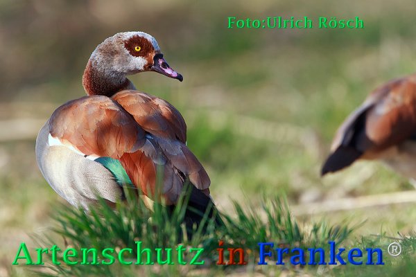 Copyright AiF Ulrich Rösch Bild zum Eintrag (73279-160)