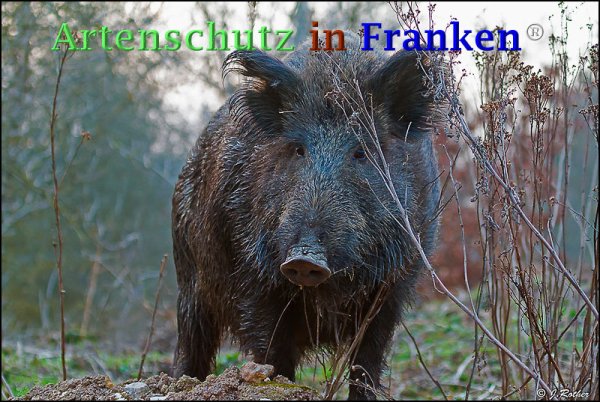 Copyright AiF Johannes Rother Bild zum Eintrag (73296-160)