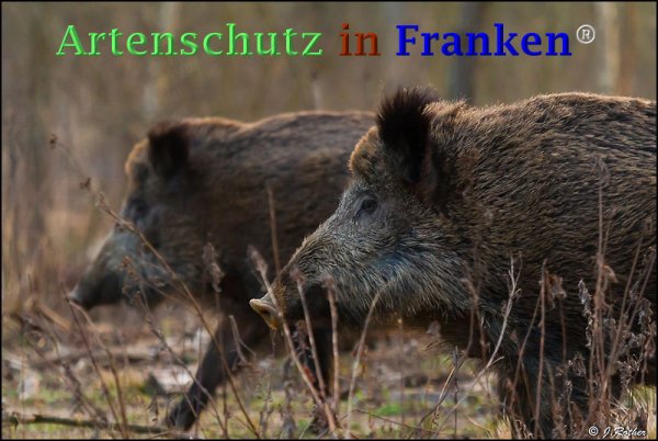 Copyright AiF Johannes Rother Bild zum Eintrag (73297-160)
