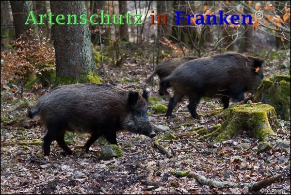 Copyright AiF Johannes Rother Bild zum Eintrag (73299-160)