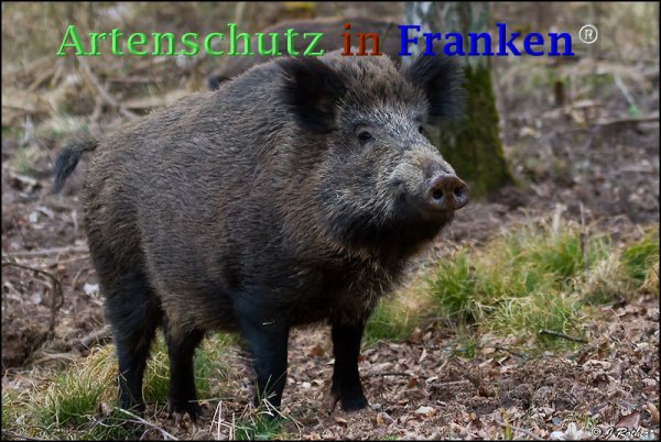 Copyright AiF Johannes Rother Bild zum Eintrag (73301-160)