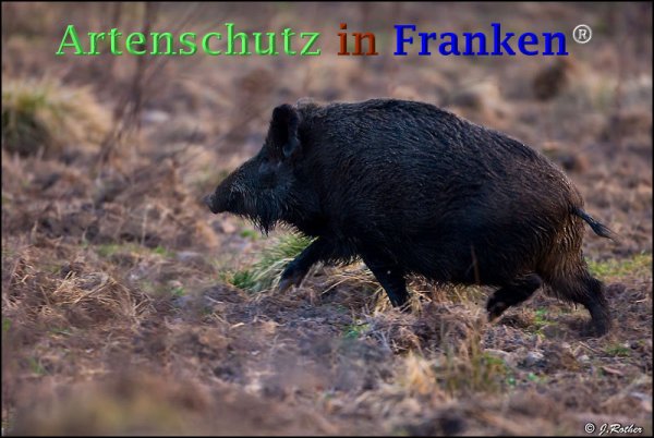 Copyright AiF Johannes Rother Bild zum Eintrag (73310-160)